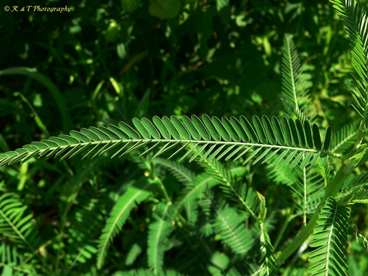 {Sesbania herbacea}